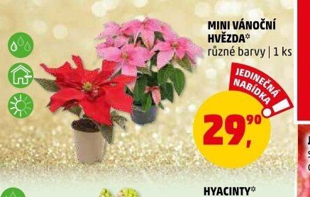 MINI VÁNOČNÍ HVĚZDA