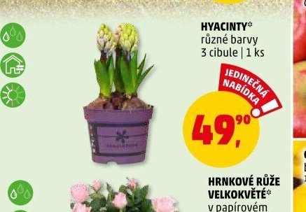 HYACINTY