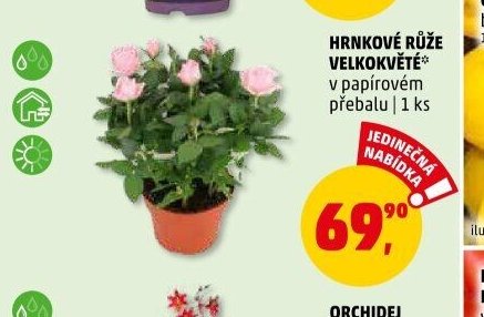 HRNKOVÉ RŮŽE VELKOKVĚTÉ