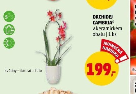 ORCHIDEJ CAMBRIA