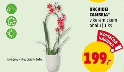 Orchidej