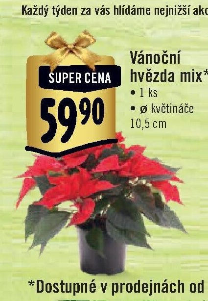 Vánoční hvězda mix*