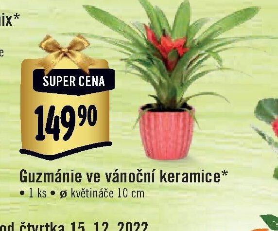 Guzmánie ve vánoční keramice*