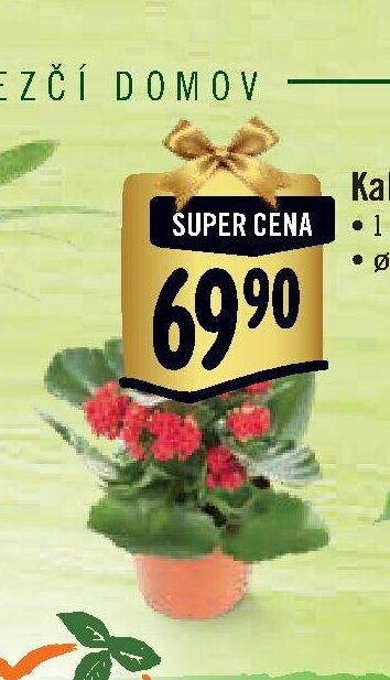 Kalanchoe*
