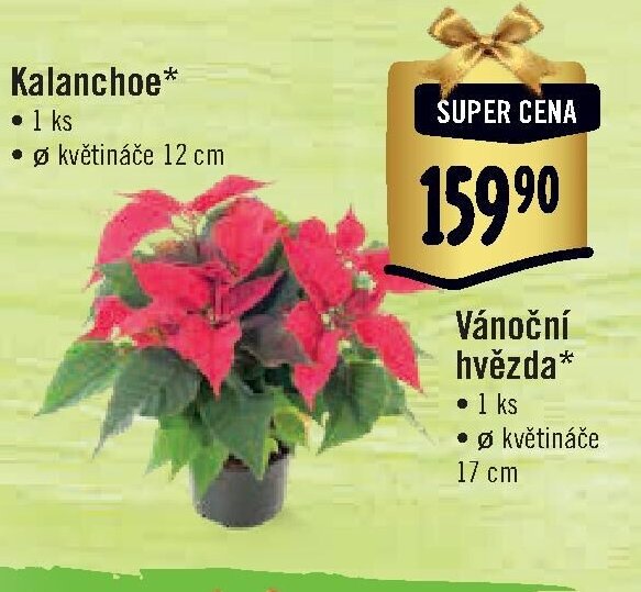Vánoční hvězda*