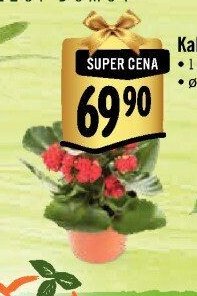 Kalanchoe
