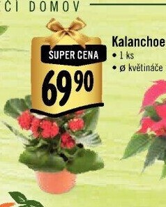 Kalanchoe - Kolopejka