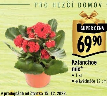 Kalanchoe - Kolopejka