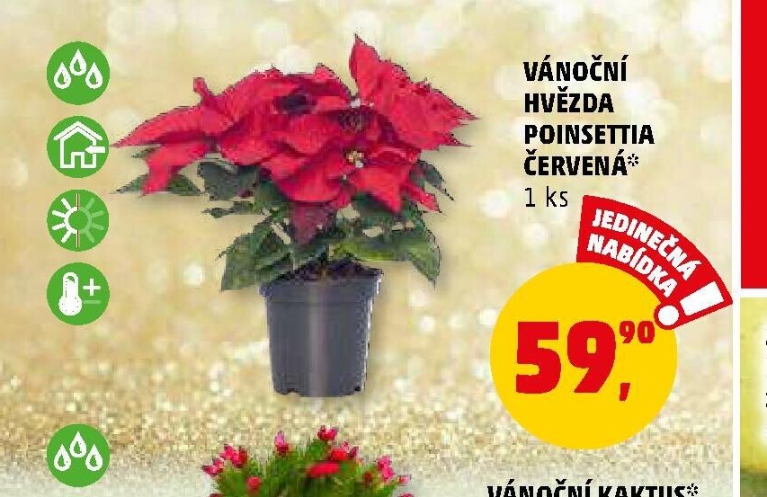 VÁNOČNÍ HVĚZDA POINSETTIA ČERVENÁ