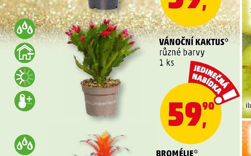 VÁNOČNÍ KAKTUS