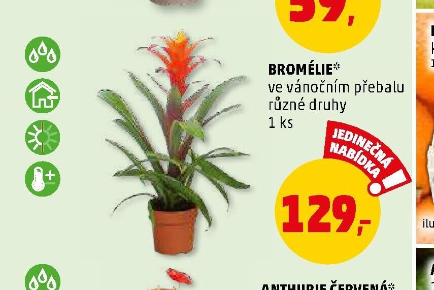 BROMÉLIE