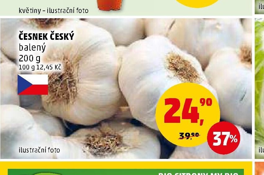 ČESNEK ČESKÝ
