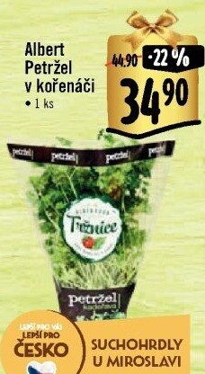 Bylinky v květináči Albert