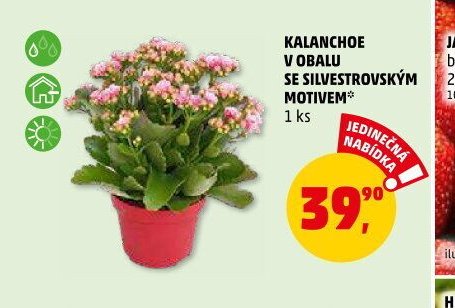 KALANCHOE V OBALU SE SILVESTROVSKÝM MOTIVEM