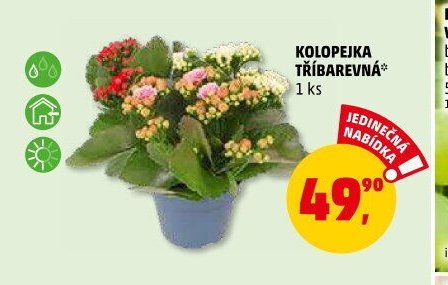 KOLOPEJKA TŘÍBAREVNÁ