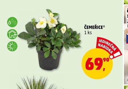 ČEMERICE