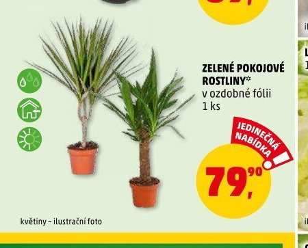 ZELENÉ POKOJOVÉ ROSTLINY