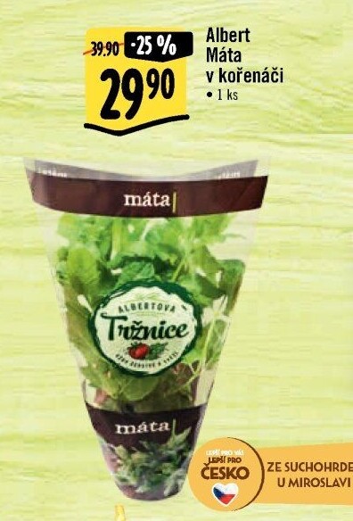 Bylinky v květináči Albert