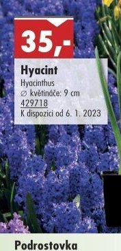 Hyacint - UNI HOBBY akcniletaky.com