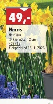 Narcis - UNI HOBBY akcniletaky.com