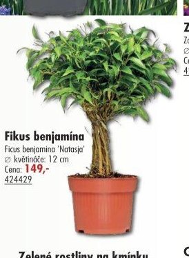 Fikus benjamína - UNI HOBBY akcniletaky.com