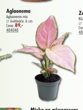 Aglaonema - UNI HOBBY akcniletaky.com