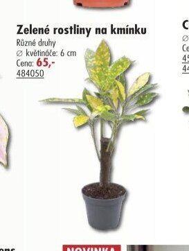 Zelené rostliny na kmínku - UNI HOBBY akcniletaky.com