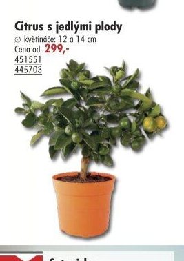 Citrus s jedlými plody - UNI HOBBY akcniletaky.com