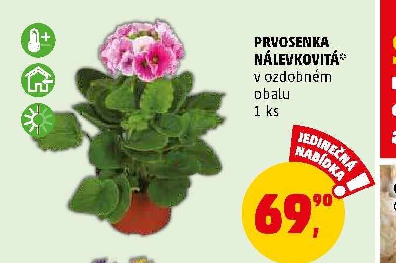 PRVOSENKA NÁLEVKOVITÁ