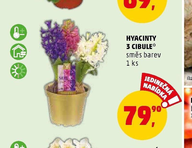 HYACINTY 3 CIBULE