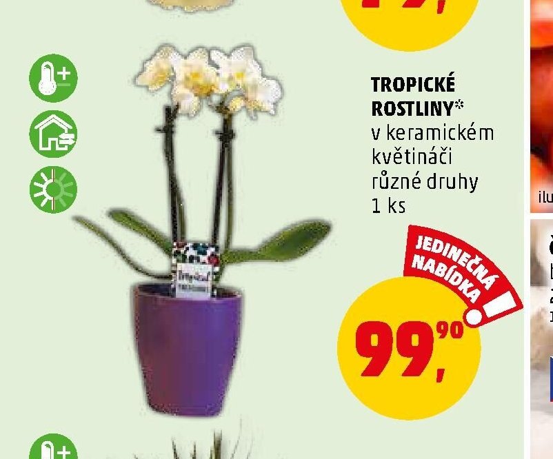 TROPICKÉ ROSTLINY