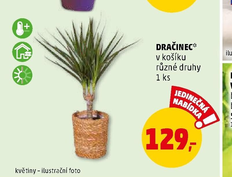 DRAČINEC