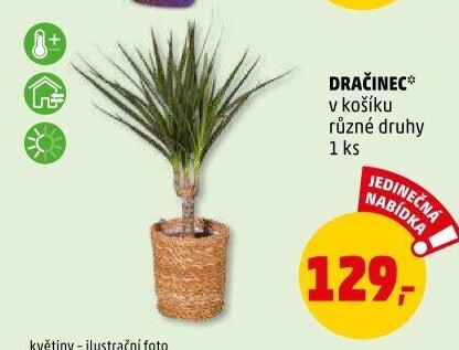 Dracena