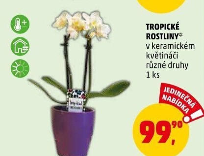 Mix kvetoucích rostlin