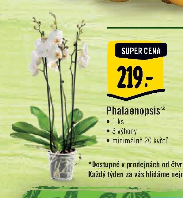 Phalaenopsis*