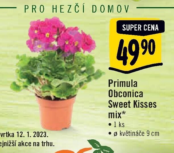 Primula Obconica Sweet Kisses mix*