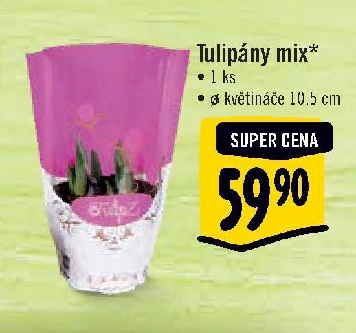 Tulipány mix*