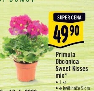 Primule - Petrklíč - Prvosenka