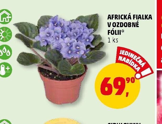 AFRICKÁ FIALKA V OZDOBNÉ FÓLII