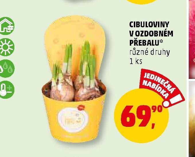 CIBULOVINY V OZDOBNÉM PŘEBALU