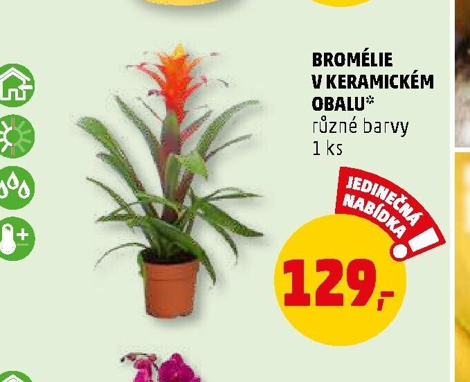 BROMÉLIE V KERAMICKÉM OBALU