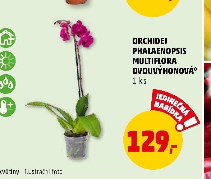 ORCHIDEJ PHALAENOPSIS MULTIFLORA DVOUVÝHONOVÁ