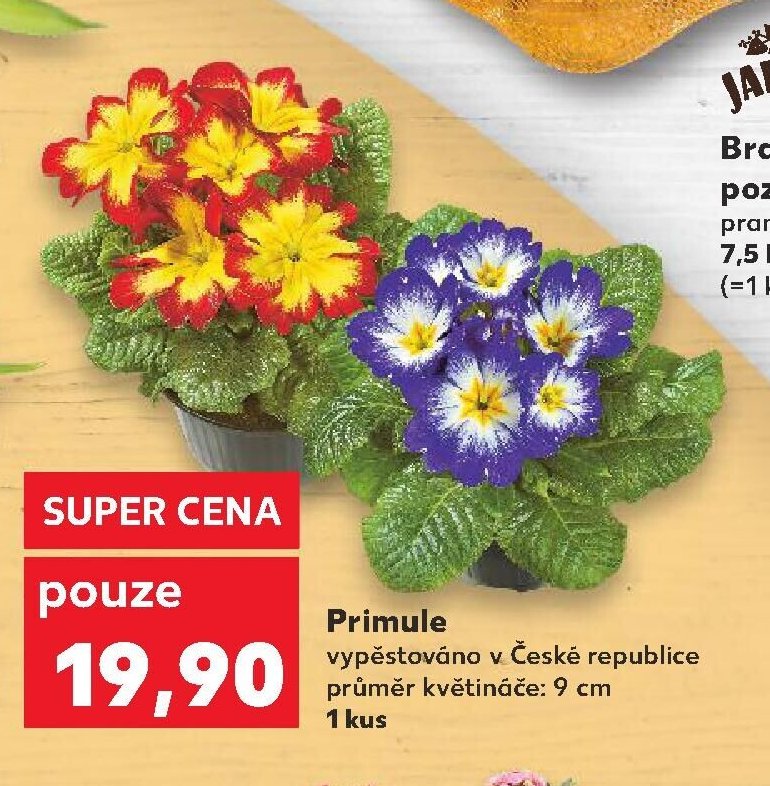 Primule