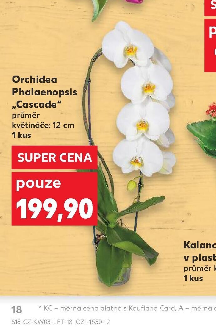Orchidea Phalaenopsis „Cascade“