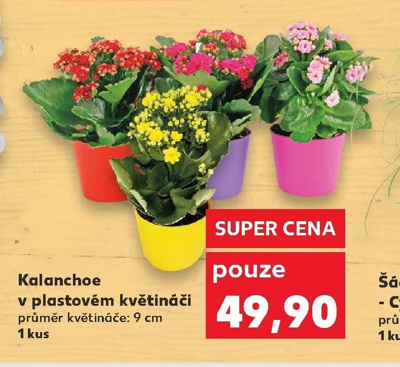 Kalanchoe v plastovém květináči