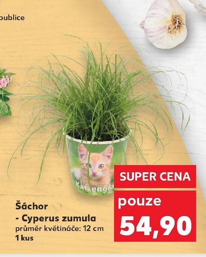 Šáchor - Cyperus zumula