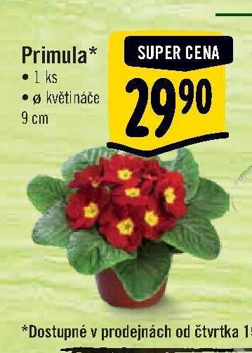 Primula*