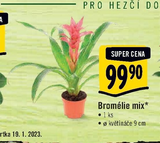 Bromélie mix*