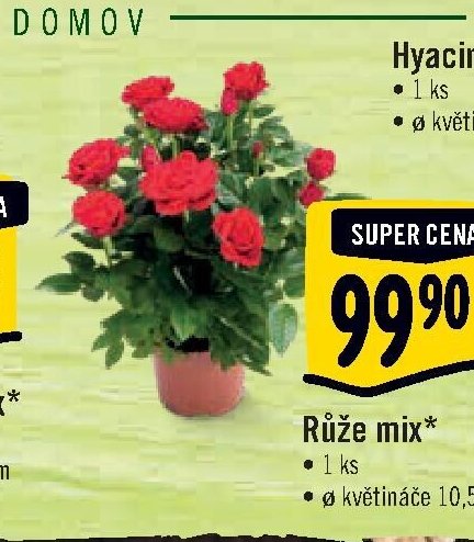 Růže mix*
