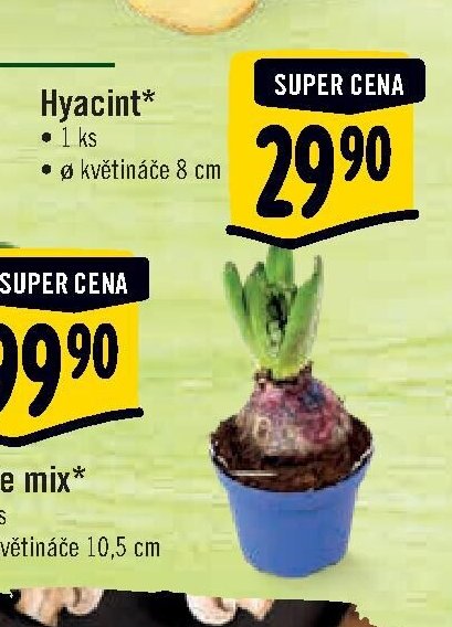 Hyacint*
